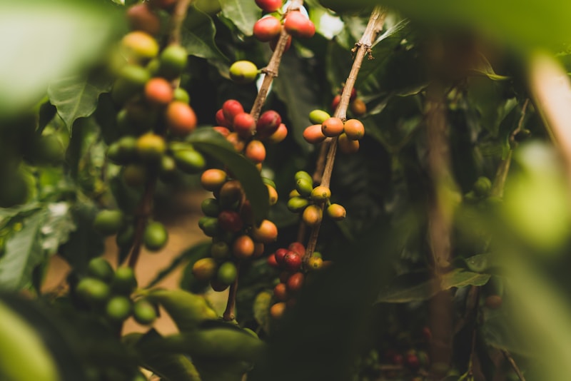 Cerezas de café verdes y rojas en la rama — cosecha