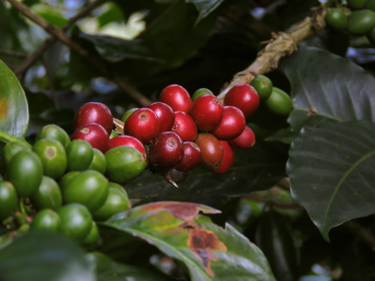 Cerezas de café maduras en el cafetal — Esencia y Taza, origen Caicedo, Antioquia